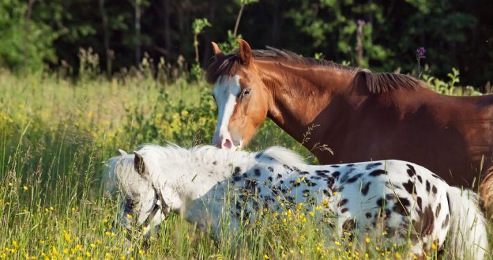 Two horses in a field