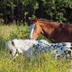 Two horses in a field
