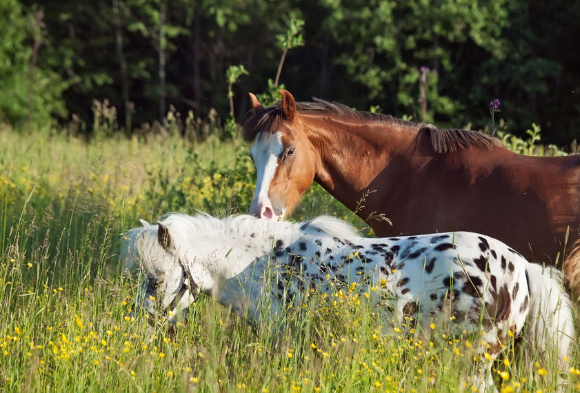 grazing ponys in field Two horses in a field