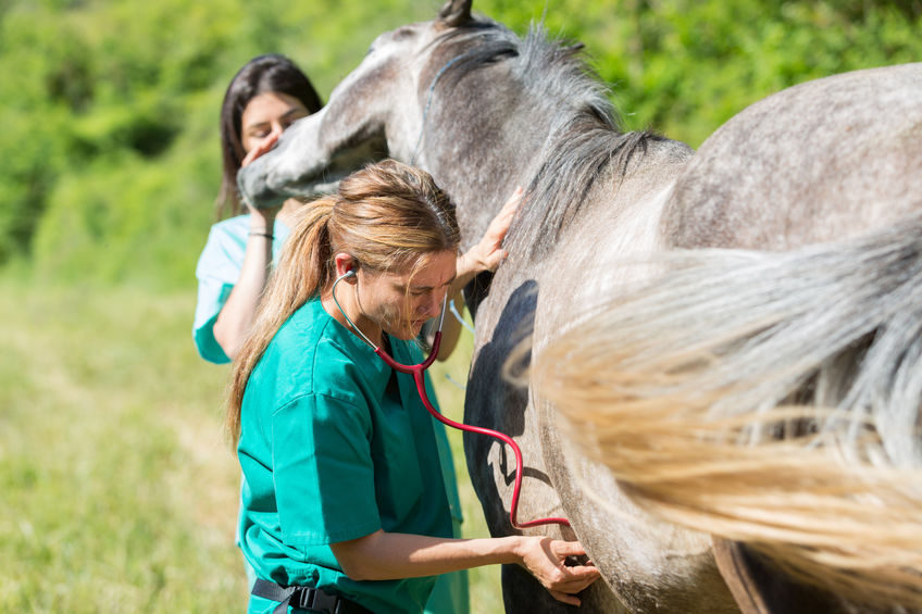 Vet examining a horse