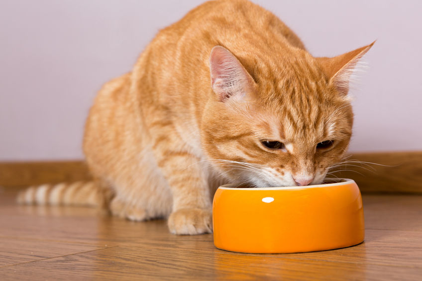 Red cat and bowl of dry food