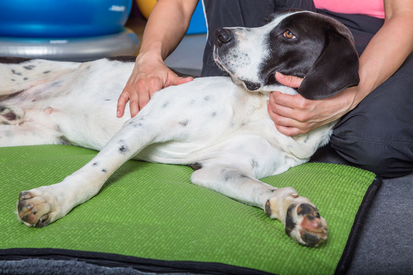 Sick dog getting physical therapy