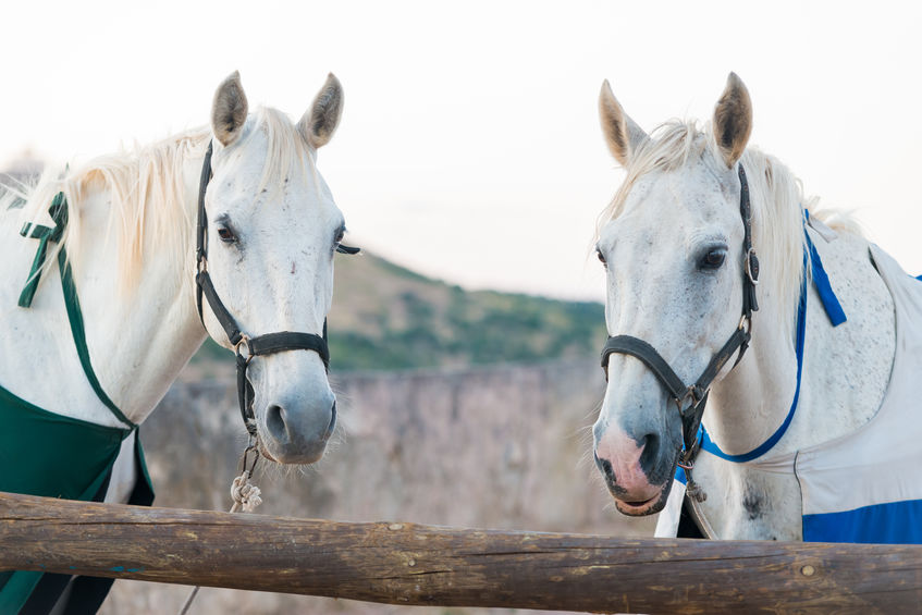 two white horses
