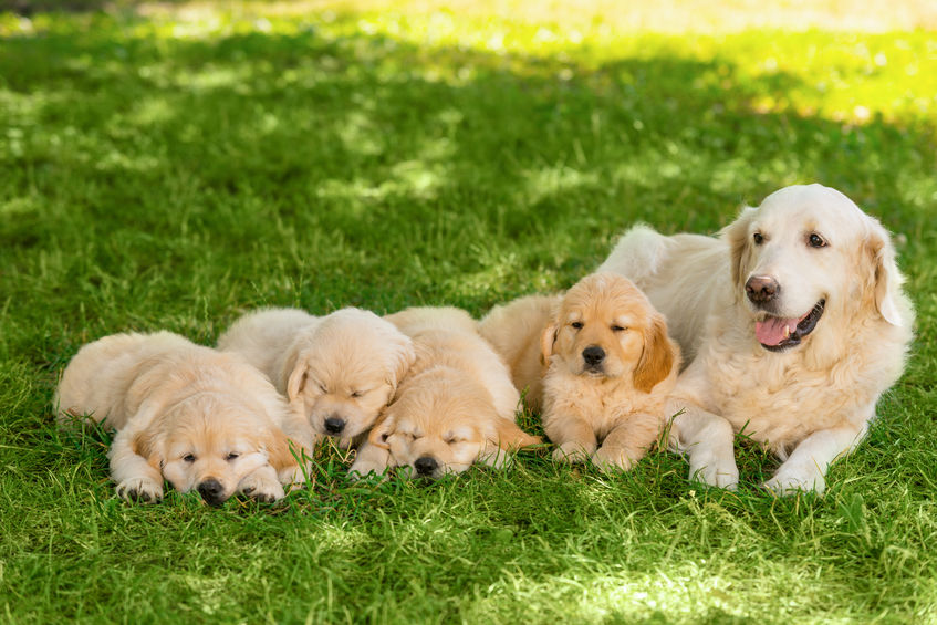 Golden retriever family outdoors