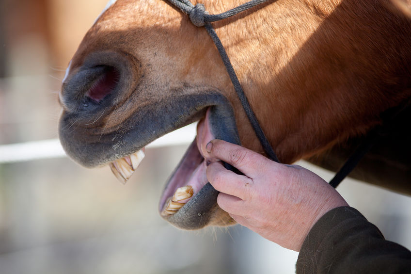 Horse Dentist at work