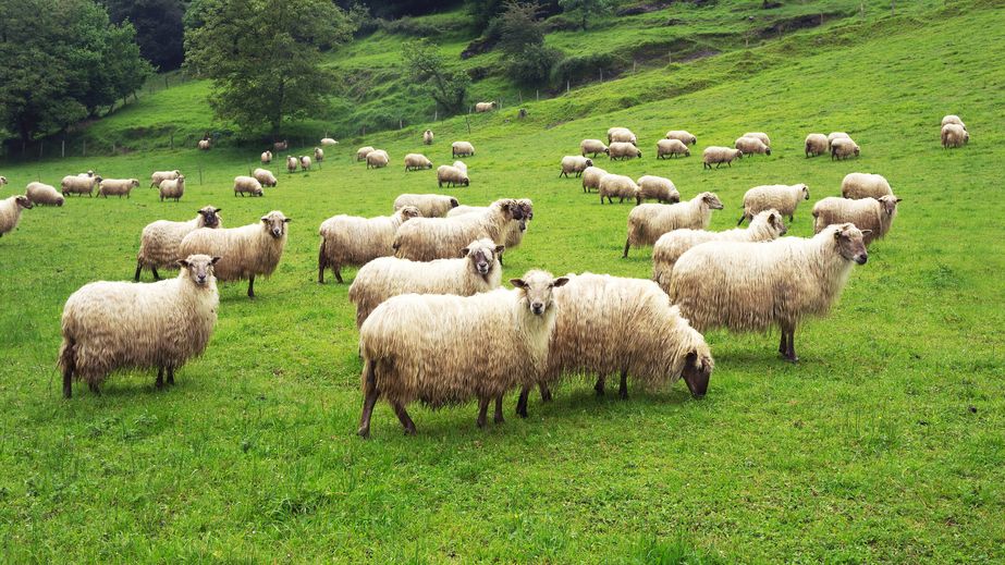 Flock of sheep on green grass