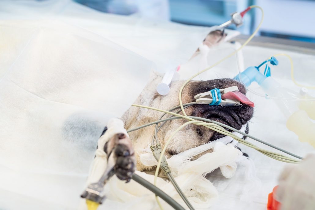 Brachycephalic dog in surgery