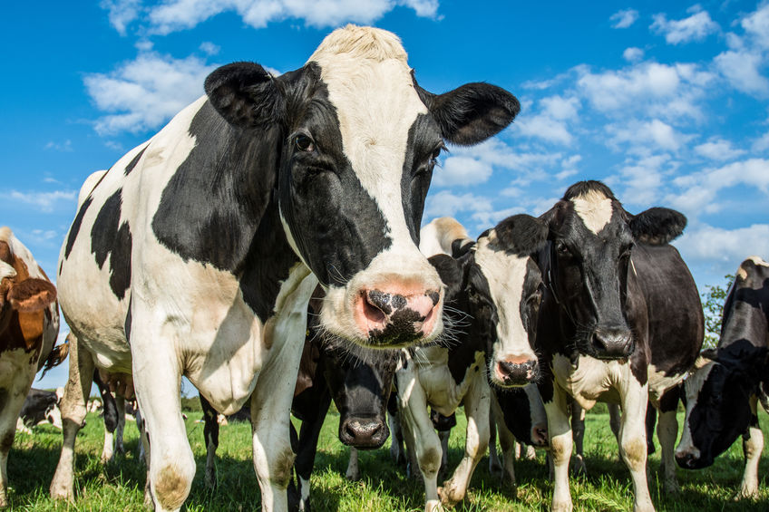 Dairy cattles