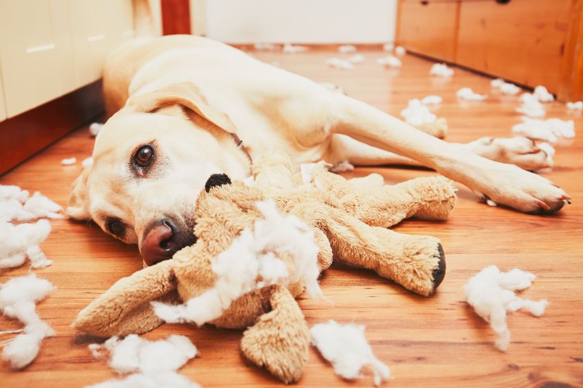 Naughty dog home alone