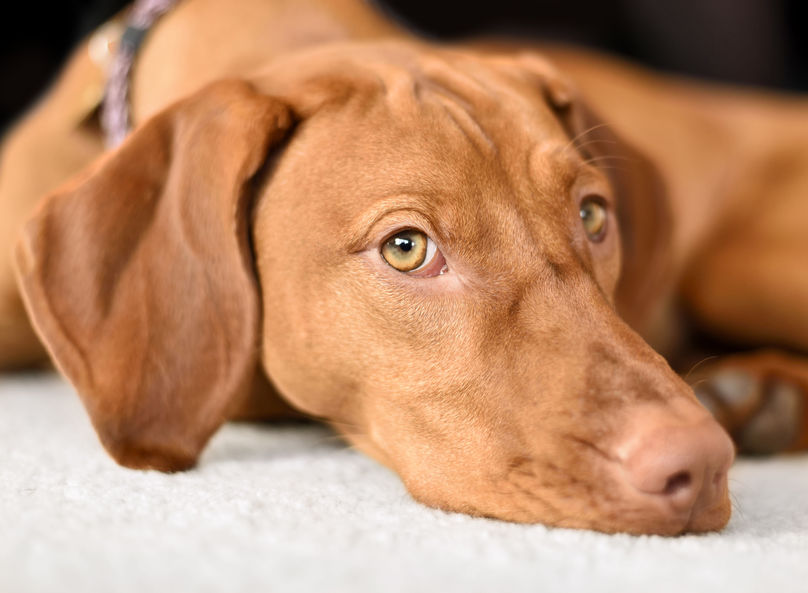 Vizsla dog