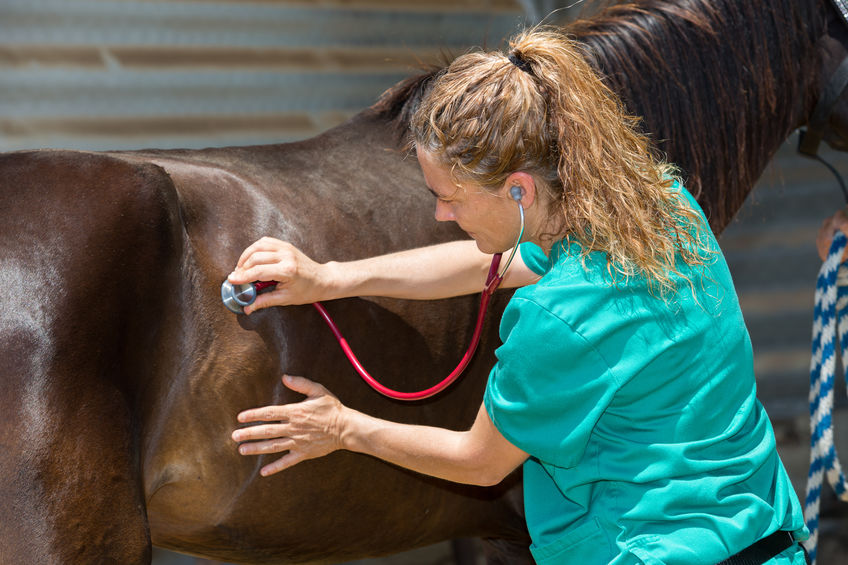 Veterinary horses on the farm