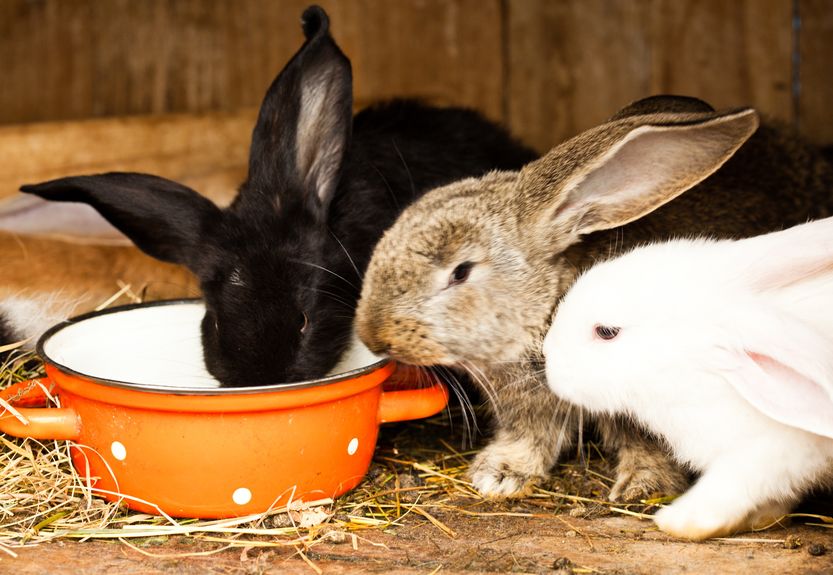 three different rabbits closeup in hutch