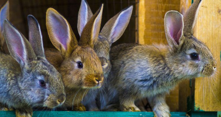 Rabbits on a farm