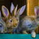 Rabbits on a farm