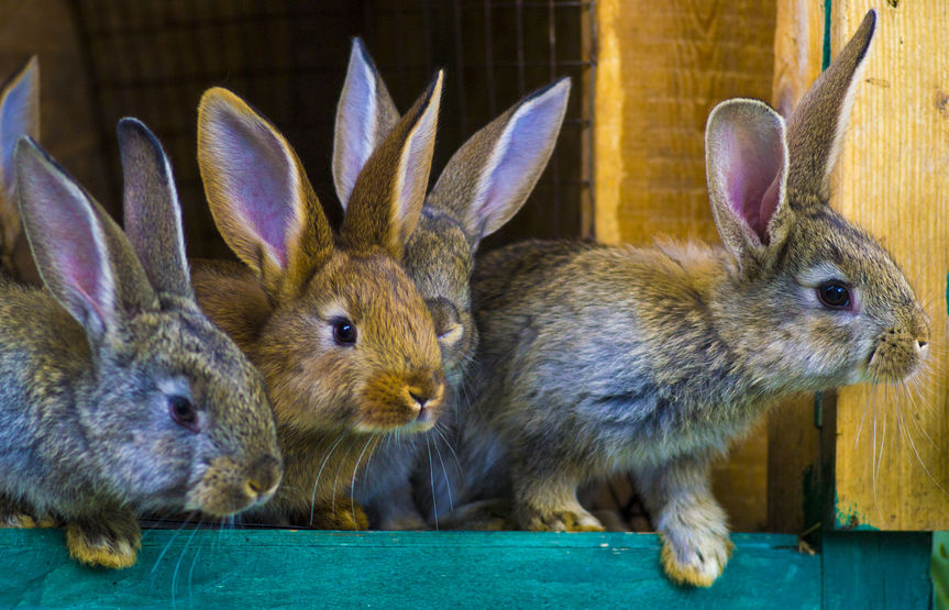 Rabbits on a farm Rabbits on a farm
