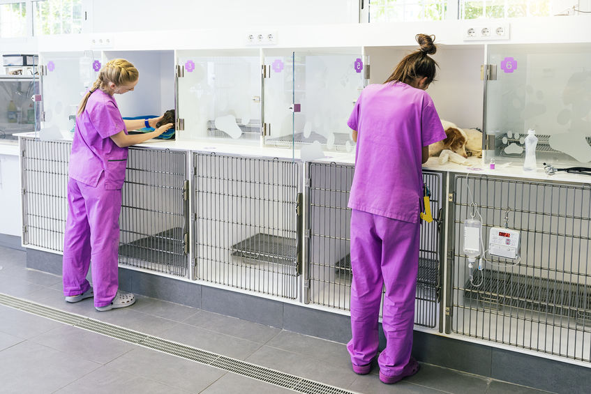 Veterinarian doctors are making a check up of a cute illness dog