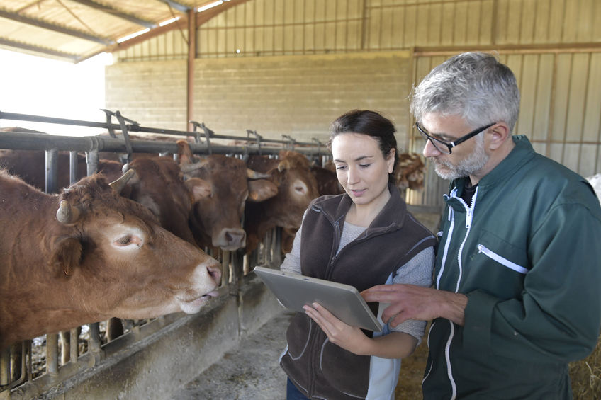 Farmer with veterinary in cow shed connected with digital tablet