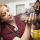 Female Vet Examining Dog In Surgery