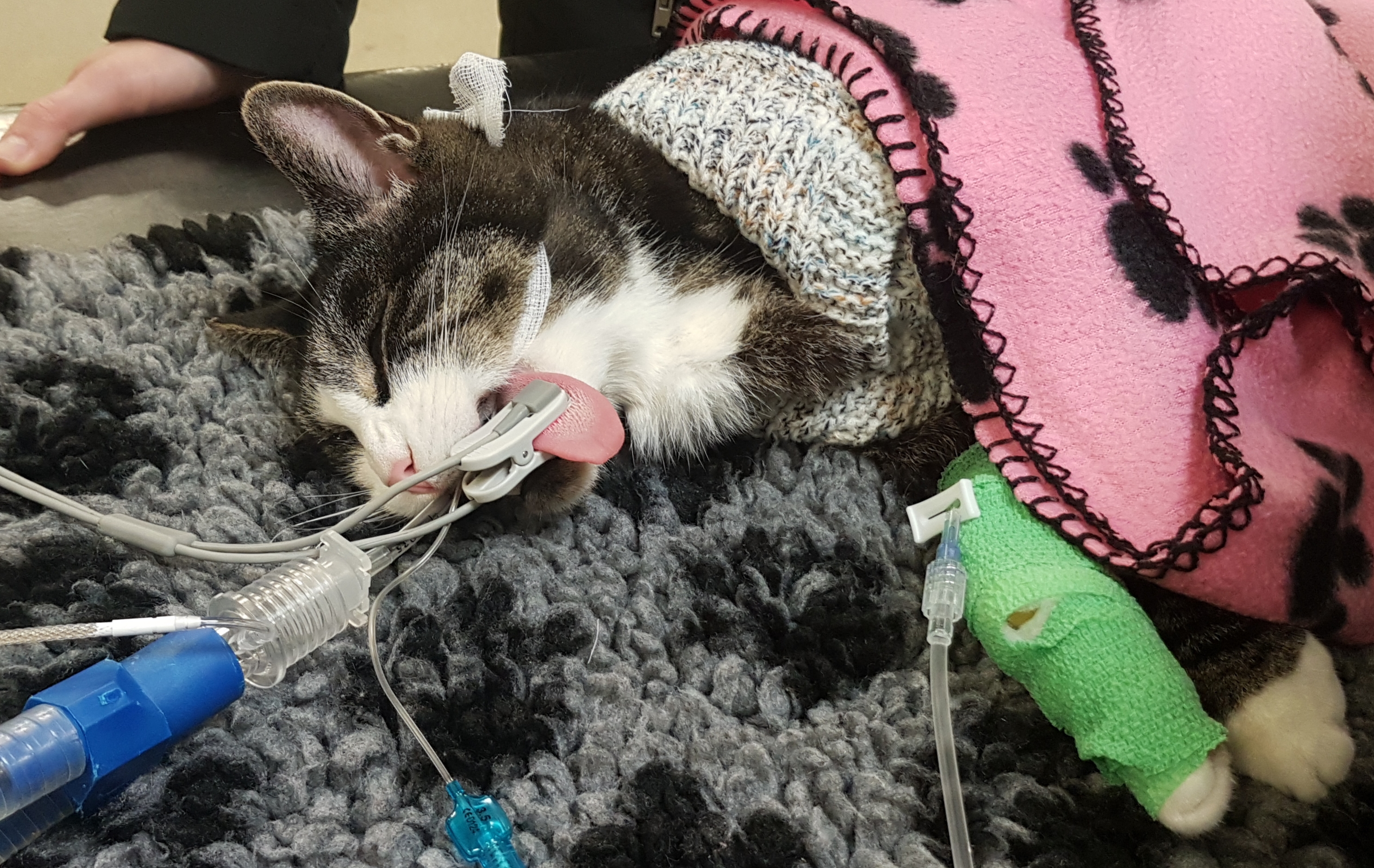 Cats surgery GA