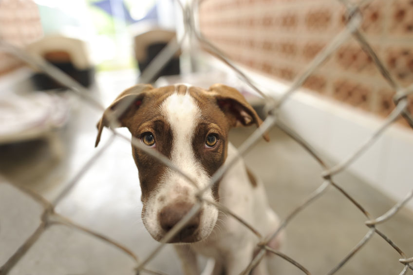 Shelter dog behind fence