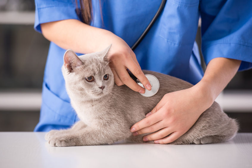 Vet examine cat