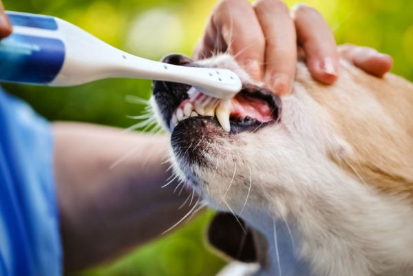 brushing dog teeth