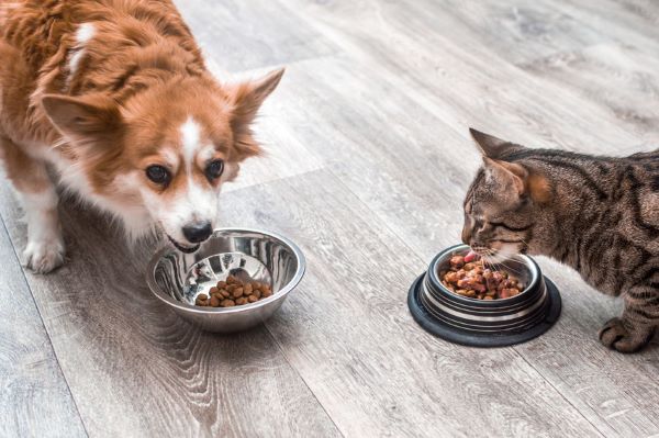 dog and cat eat from a bowl