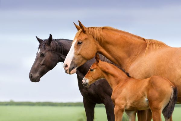 horses and foal