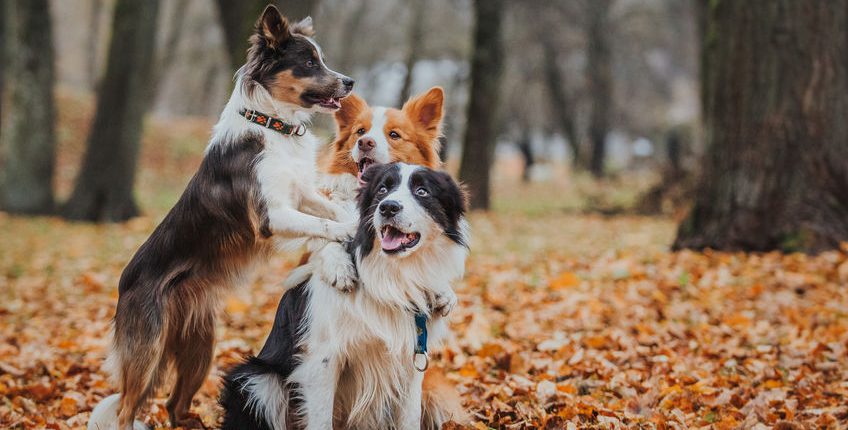 Border collie dogs playing in the park