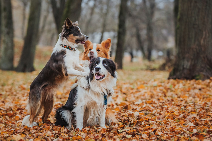 obedient dog breed border collie. Portrait, autumn, nature, tricks, training Border collie dogs playing in the park
