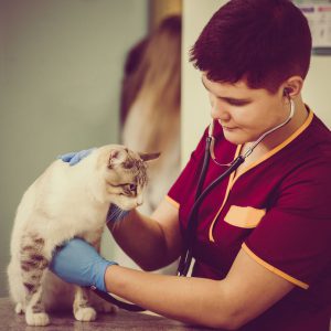 Cat checkup at veterinarian Cat check up by veterinarian