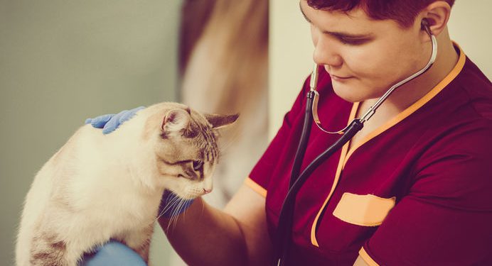 Cat check up by veterinarian