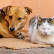 Dog and the cat are lying on the carpet together