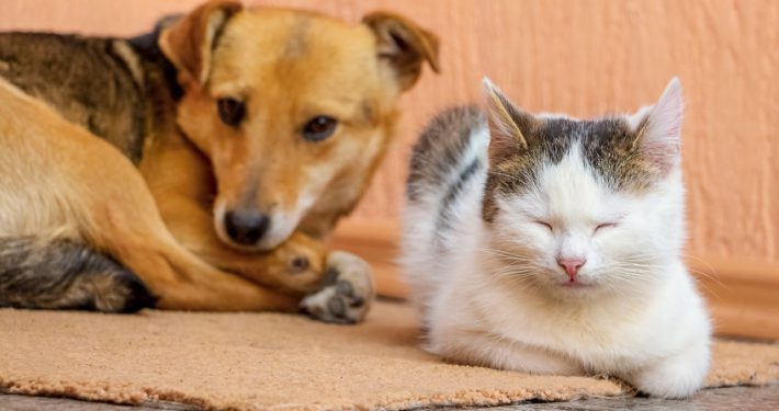 Dog and the cat are lying on the carpet together