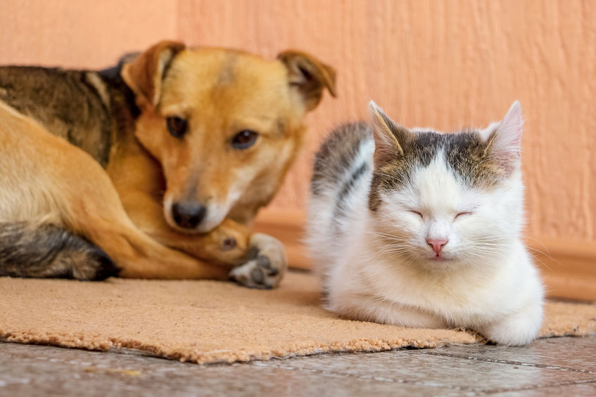 The dog and the cat are lying on the carpet together Dog and the cat are lying on the carpet together