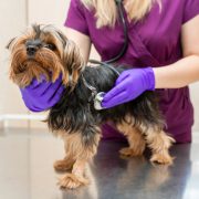 Vet in the clinic examine with stethoscope a dog breed Yorkshire terrier