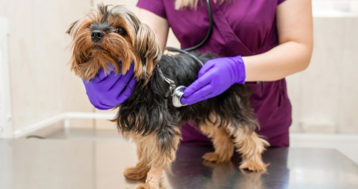 Vet in the clinic examine with stethoscope a dog breed Yorkshire terrier