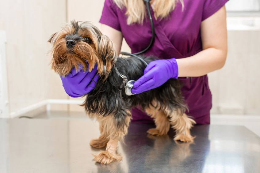 Vet in the clinic examine with stethoscope a dog breed Yorkshire terrier Vet in the clinic examine with stethoscope a dog breed Yorkshire terrier