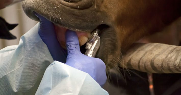 Vet examine horse's teeth