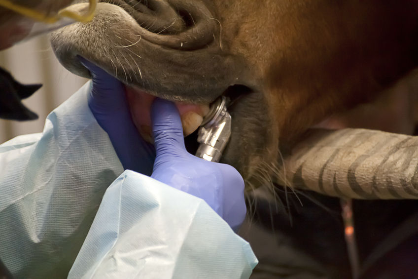 Horse dentist Vet examine horse's teeth