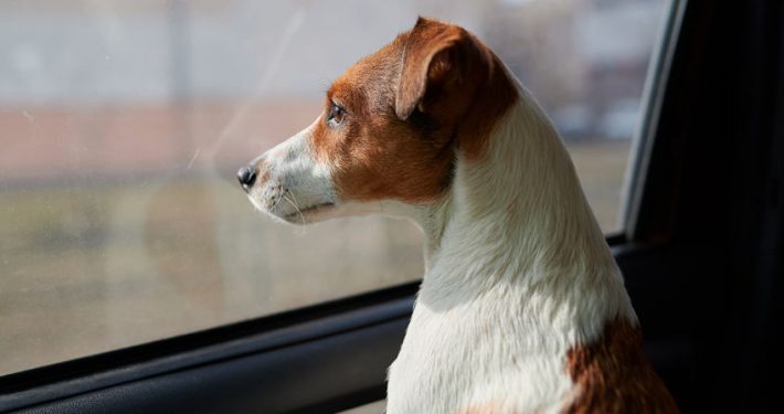 Dog Jack Russell Terrier looks curiously at the car window