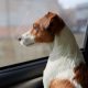 Dog Jack Russell Terrier looks curiously at the car window