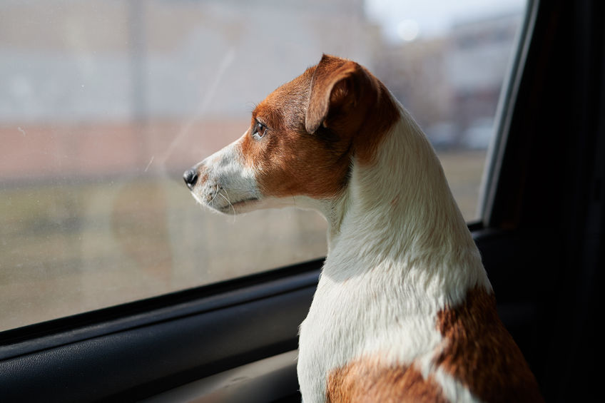 Dog Jack Russell Terrier looks curiously at the car window Dog Jack Russell Terrier looks curiously at the car window
