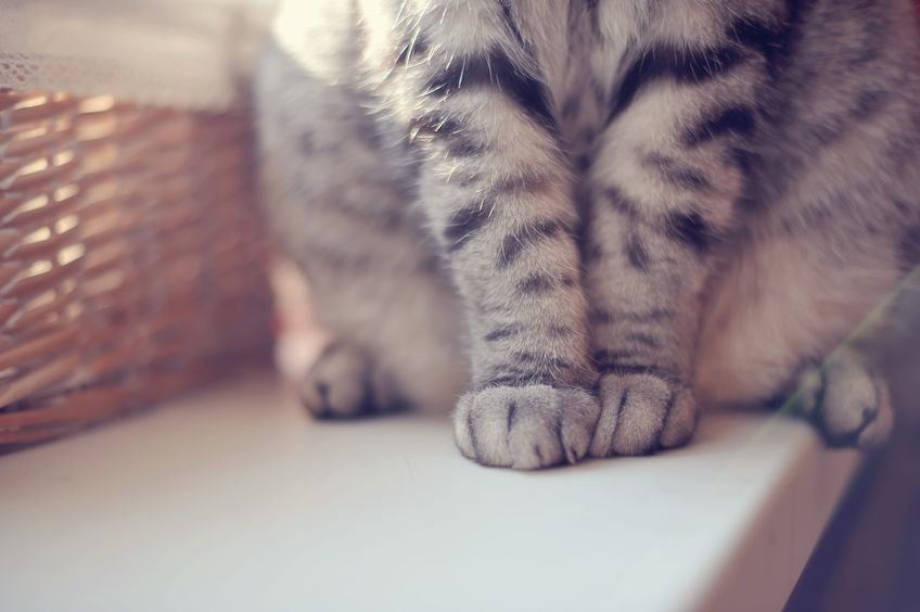 close-up of cat paws sitting on the table