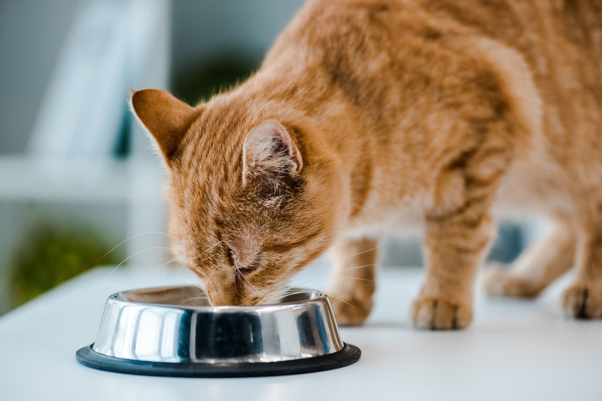 cute red tabby cat drinking from metal bowl in veterinary clinic at drinking from metal bowl