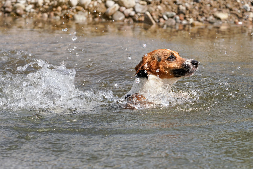 Young Jack Russell terrier dog swimming in river