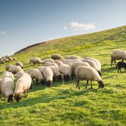 Flock of sheep grazing in a hill at sunset.