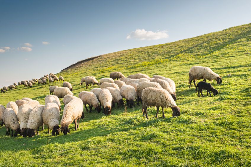 Flock of sheep grazing Flock of sheep grazing in a hill at sunset.