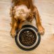 Dog eating from bowl of food