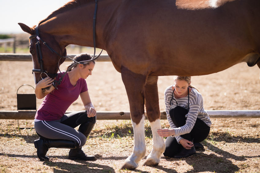 Female vet with woman looking at horse leg emale vet looking at horse leg in a field
